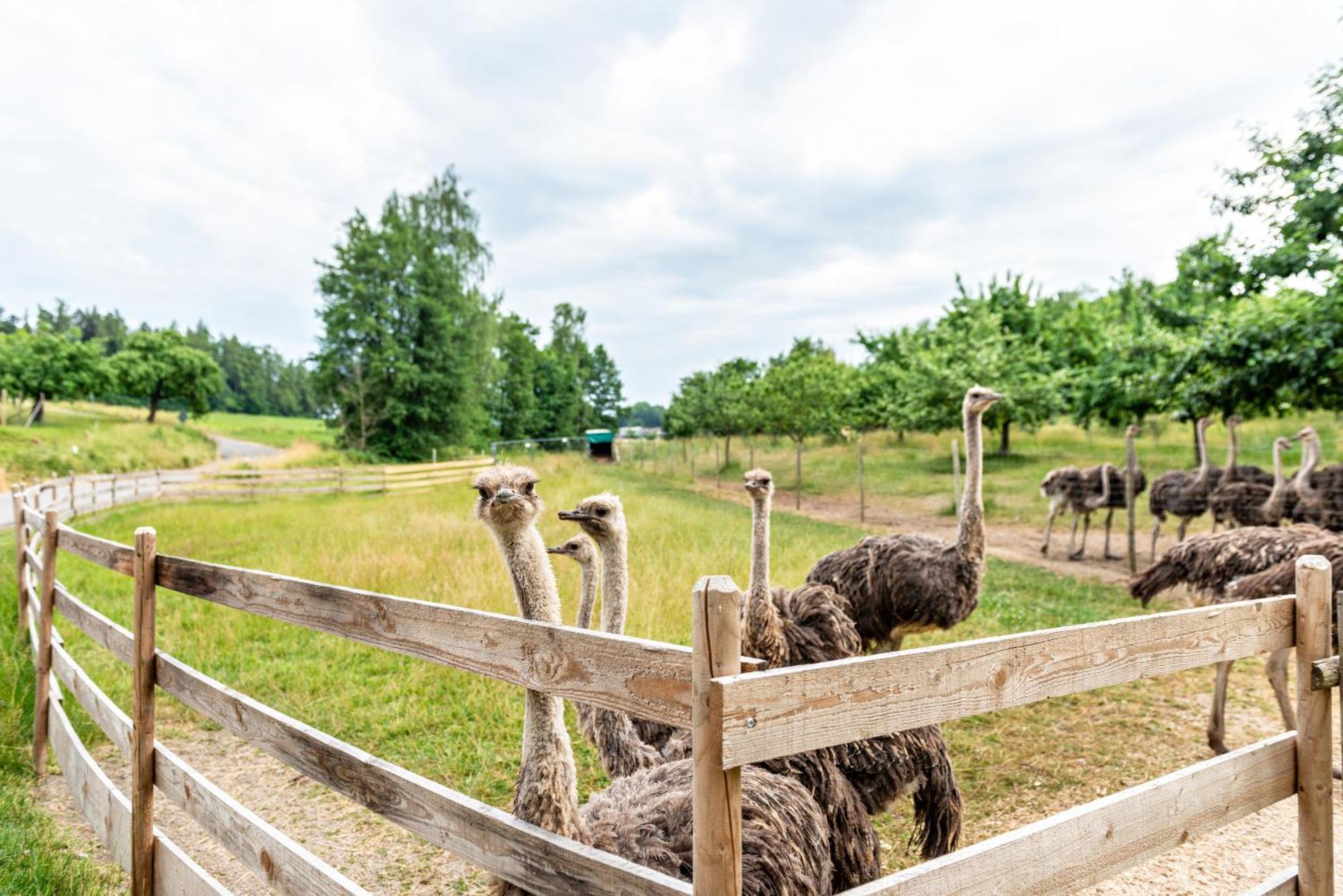 Beutenmuehle Straussenfarm Dach Owingen Buitenkant foto
